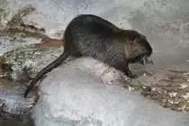 Biberratte oder auch Nutria (Myocastor coypus) am 19.3.2010 im Zoo Basel.