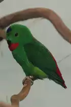 Blaukr�nchen (Loriculus galgulus) am 19.3.2010 im Zoo Basel.