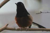 Schamadrossel (Copsychus malabaricus) am 19.3.2010 im Zoo Basel.
