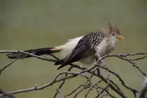 Guirakuckuck (Guira guira) am 19.3.2010 im Zoo Basel.