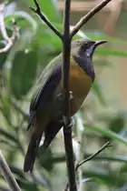 Orangebauch-Blattvogel (Chloropsis hardwickii) am 19.3.2010 im Zoo Basel.