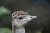 K�cken eines S�dafrikanischen Strausses (Struthio camelus australis) am 19.3.2010 im Zoo Basel.