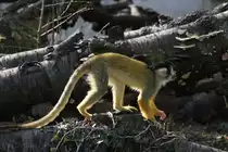 Schwarzk�pfiger Totenkopfaffe oder auch Bolivianischer Totenkopfaffe (Saimiri boliviensis boliviensis) am 19.3.2010 im Zoo Basel.