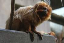 Goldenes Lwenffchen (Leontopithecus rosalia) am 19.3.2010 im Zoo Basel.
 
