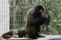Dieser Wollaffe (Lagothrix lagotricha) knabbert an einem St�ck Bambus herum. Zoo Basel am 19.3.2010.
