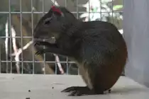 Mittelamerikanisches Aguti (Dasyprocta punctata) am 19.3.2010 im Zoo Basel.
