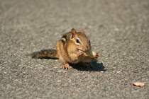 Das Streifen-Backenh�rnchen (Tamias striatus) hat eine Erdnuss gefunden. Schnell vor den Grauh�rnchen in Sicherheit bringen! Ontario 15.8.2009.
