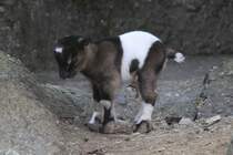 Kleine Afrikanische Zwergziege (Capra aegagrus f. hircus) am 19.3.2010 im Zoo Basel.
