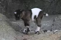 Kleine Afrikanische Zwergziege (Capra aegagrus f. hircus) am 19.3.2010 im Zoo Basel.