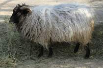 Graue Heidschnucke am 19.3.2010 im Zoo Basel.