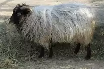 Graue Heidschnucke am 19.3.2010 im Zoo Basel.