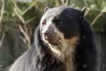 Brillenb�r (Tremarctos ornatus) am 19.3.2010 im Zoo Basel.