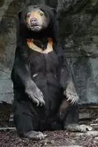 Malaienb�r (Helarctos malayanus) am 19.3.2010 im Zoo Basel.