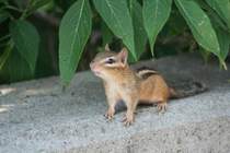 Ein Streifenh�rnchen (Chip) bei der Suche nach Erdn�ssen. Ontario 15.8.2009.

