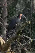 S�d-Hornrabe oder auch Rotwangenhornrabe (Bucorvus leadbeateri) am 19.3.2010 im Zoo Basel.