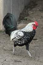 Zwerg-Wyandotte-Hahn in silber-schwarz-gesumt am 14.4.2010 im Vogelpark Dielheim-Balzfeld.