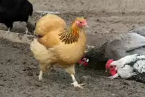 Zwerg-Wyandotte in Gelb-Columbia am 14.4.2010 im Vogelpark Dielheim-Balzfeld.