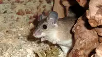 T�rkei-Stachelmaus-Acomys cilicicus(Asia Minor Spiny Mouse)