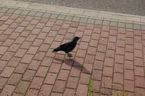 Diese Dole war ohne Scheu und eignete sich hervorragend als Fotomodell. 2.9.2010