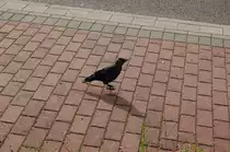 Diese Dole war ohne Scheu und eignete sich hervorragend als Fotomodell. 2.9.2010