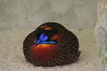 Temminck-Tragopan (Tragopan temminckii) am 14.4.2010 im Vogelpark Dielheim-Balzfeld.