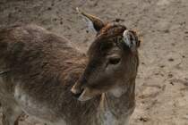 Europischer Damhirsch (Dama dama dama) am 14.4.2010 im Vogelpark Dielheim-Balzfeld.
