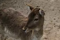 Europ�ischer Damhirsch (Dama dama dama) am 14.4.2010 im Vogelpark Dielheim-Balzfeld.