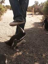 Obwohl die meisten Magellan-Pinguine recht skeptisch gegen�ber ihren Besuchern waren, gab es Exemplare, die nicht nur neugierig sondern auch sehr frech waren. 