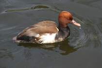 Kolbenente (Netta rufina) am 14.4.2010 im Vogelpark Dielheim-Balzfeld.