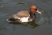 Kolbenente (Netta rufina) am 14.4.2010 im Vogelpark Dielheim-Balzfeld.