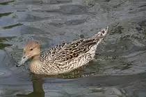 Spie�enten-Weibchen (Anas acuta) am 14.4.2010 im Vogelpark Dielheim-Balzfeld.