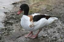 Brandgans (Tadorna tadorna) am 14.4.2010 im Vogelpark Dielheim-Balzfeld.