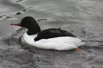 Europäischer Gänsesäger (Mergus merganser merganser) am 14.4.2010 im Vogelpark Dielheim-Balzfeld.