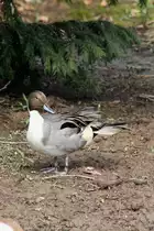 Spie�enten-Erpel (Anas acuta) am 14.4.2010 im Vogelpark Dielheim-Balzfeld.