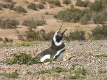 Magellan-Pinguin in Patagonien/Argentinien. 