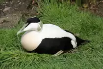 Eiderentenerpel (Somateria mollissima) am 14.4.2010 im Vogelpark Dielheim-Balzfeld. 