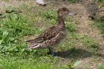 Europ�ische Krickente (Anas crecca crecca) am 14.4.2010 im Vogelpark Dielheim-Balzfeld.