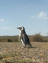 Wildlebende Pinguine sieht man als Deutscher nicht jeden Tag, deswegen war diese Begegnung mit Magellan-Pinguinen im Sden von Argentinien schon was besonderes fr mich. 