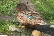 L�ffelente (Anas clypeata) am 14.4.2010 im Vogelpark Dielheim-Balzfeld.