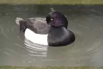 Schlafende Reiherente (Aythya fuligula) am 14.4.2010 im Vogelpark Dielheim-Balzfeld.