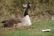 Br�tende Kanadagans (Branta canadensis). Vogelpark Dielheim-Balzfeld am 14.4.2010.