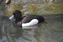 Reiherente (Aythya fuligula) am 14.4.2010 im Vogelpark Dielheim-Balzfeld.
