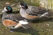 Chile-Pfeifenten-P�rchen (Anas sibilatrix) am 14.4.2010 im Vogelpark Dielheim-Balzfeld.