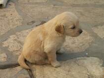 Ein echter Argentinier: Nur noch sehr klein, sehr tollpatschig und sehr niedlich. 