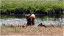 Schottische Hochlandrinder im Naturschutzgebiet Geltinger Birk versuchen sich hier als Wasserbffel. 06.08.2010 