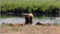 Schottische Hochlandrinder im Naturschutzgebiet Geltinger Birk versuchen sich hier als Wasserb�ffel. 06.08.2010 