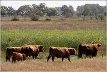 Schottische Hochlandrinder im Naturschutzgebiet Geltinger Birk. 06.08.2010