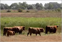 Schottische Hochlandrinder im Naturschutzgebiet Geltinger Birk. 06.08.2010