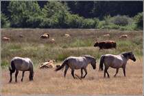 Ausgewilderte Koniks und Schottische Hochlandrinder weiden gemeinsam im Naturschutzgebiet Geltinger Birk. 06.08.2010
