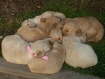 So ein Bild kann t�uschen: Die meiste Zeit ist so ein Haufen kleiner Welpen eine Menge arbeit. Diese Golden Retriever Welpen geh�rten meiner Gastfamilie in Argentinien. 